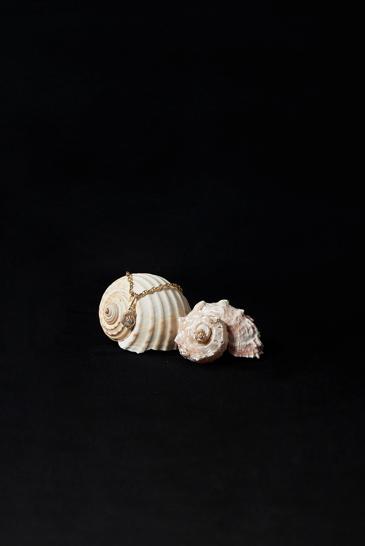 Nautilus Shell Studs